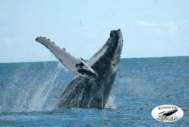 Whale Watching in Bahia Solano