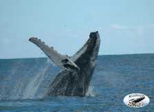 Whale Watching, , , 