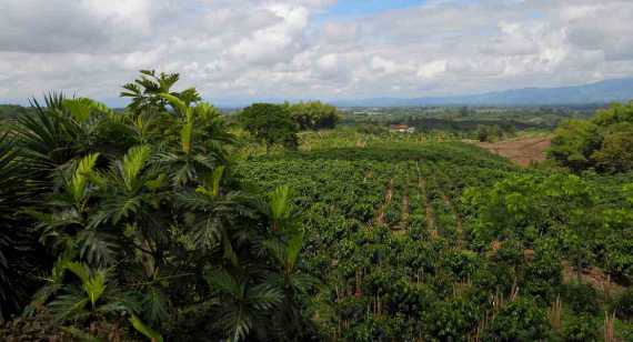 Suchen Sie nach Naturerlebnissen in Kaffeeregion - Colombia