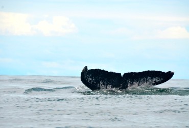Ballenas a la Vista, Nuquí Mágico, Avistamiento de Ballenas, Nuquí, Colombia