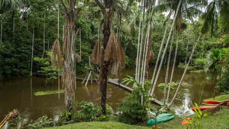 Erkunden und Kennenlernen des Amazonas, Reserva Natural Tanimboca, Fauna und Flora Sichtung, Amazonas, Colombia